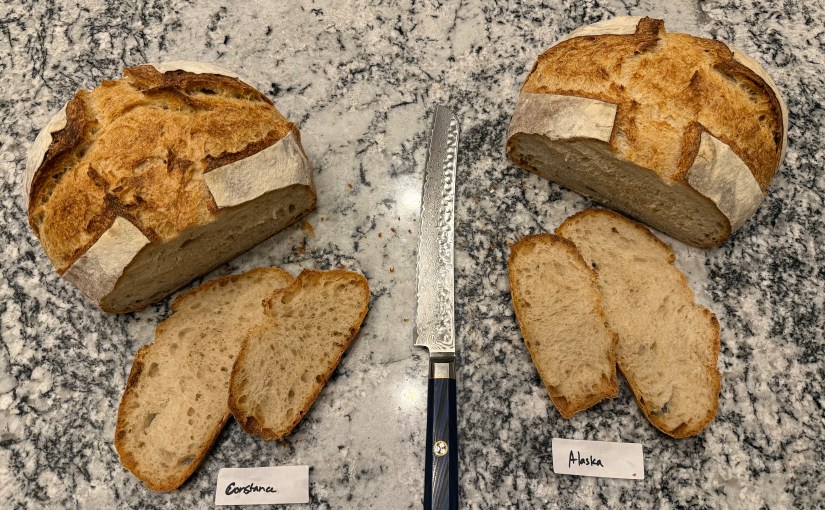 Dueling Starters: A&nbsp;Bread-speriment